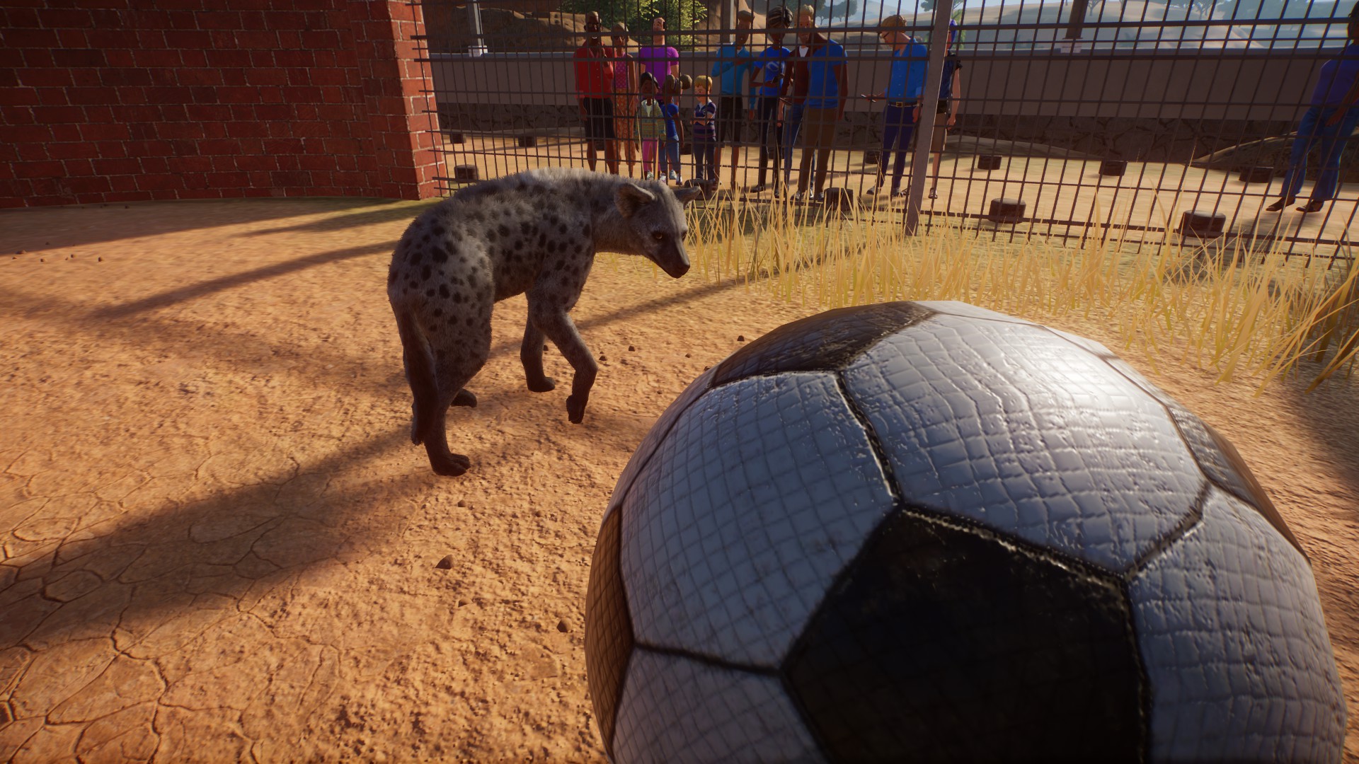 The lonely hyena with a soccer ball
